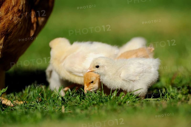 Three chicks looking for shelter and food in the grass, domestic fowl (Gallus gallus domesticus), Franconia