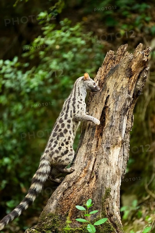 Common genet (Genetta genetta), climbing on a tree wildlife in a forest, Montseny National Park, Catalonia, Spain, Europe