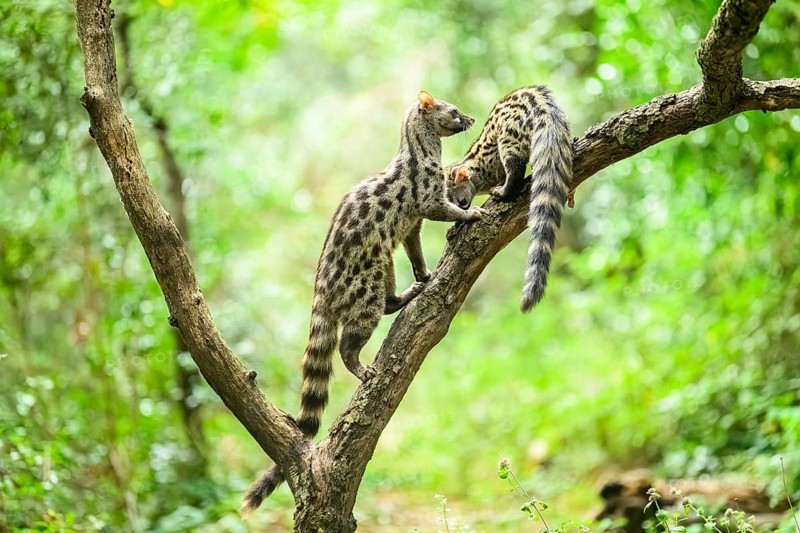 Common genet (Genetta genetta), climbing on a tree wildlife in a forest, Montseny National Park, Catalonia, Spain, Europe