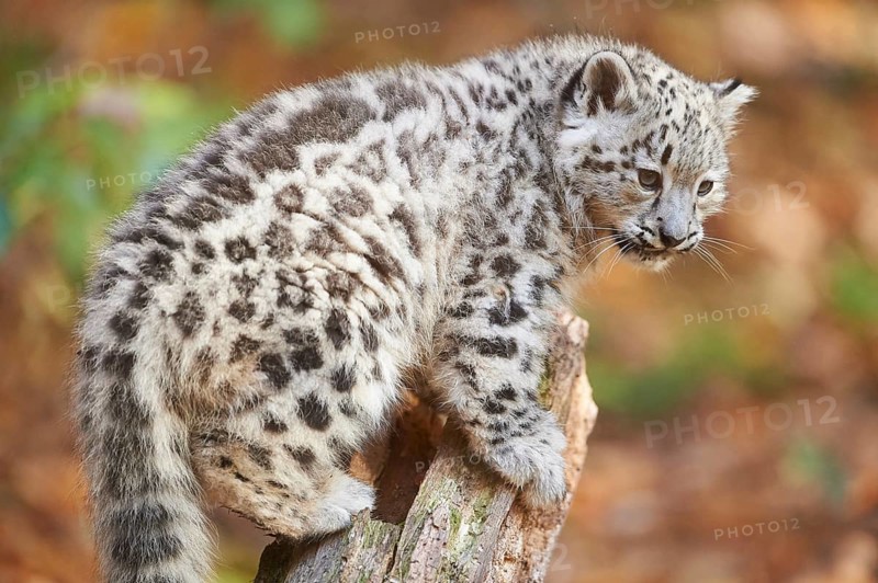 Snow leopard (Panthera uncia) or (Uncia uncia) cute cub in a forest, captive