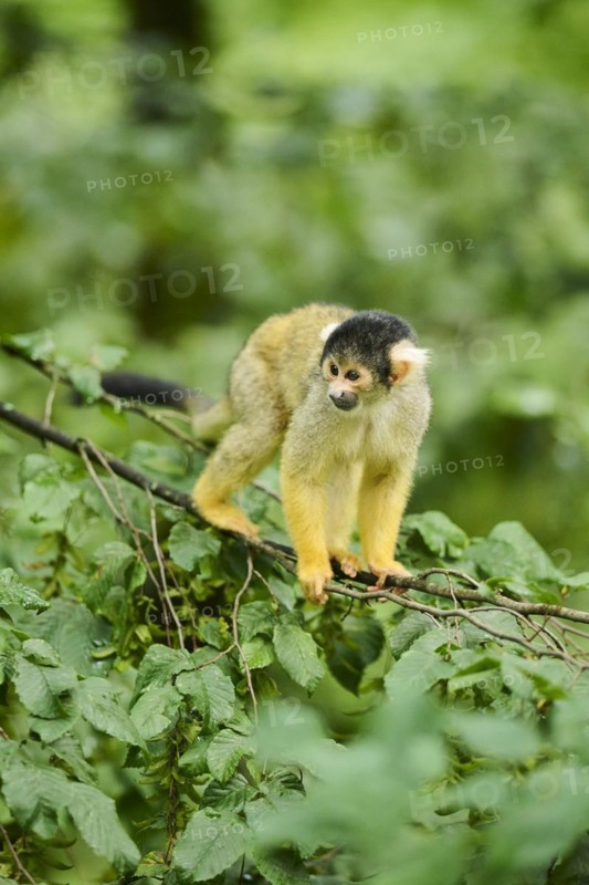 Common squirrel monkey (Saimiri sciureus) in a tree, captive, distribution South America