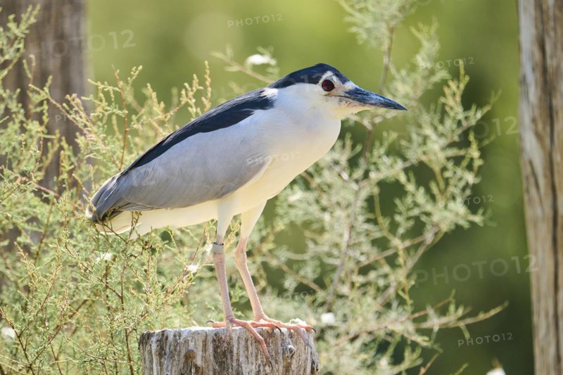 Black-crowned night heron (Nycticorax nycticorax) standing on a tree trunk, Camargue, France, Europe