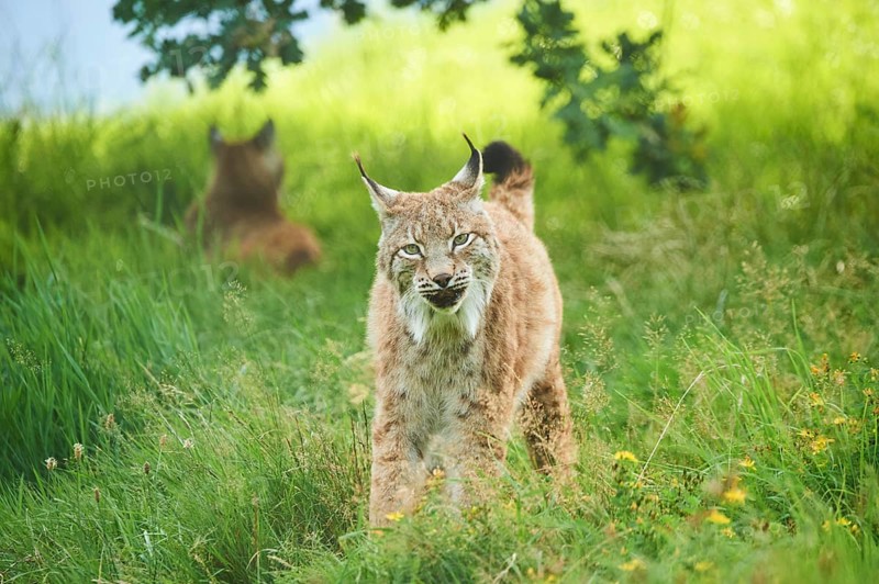 Eurasian lynx (Lynx lynx) walking in the grass under a tree, Wildpark Aurach, Kitzbühl, Tirol, Austria, Europe