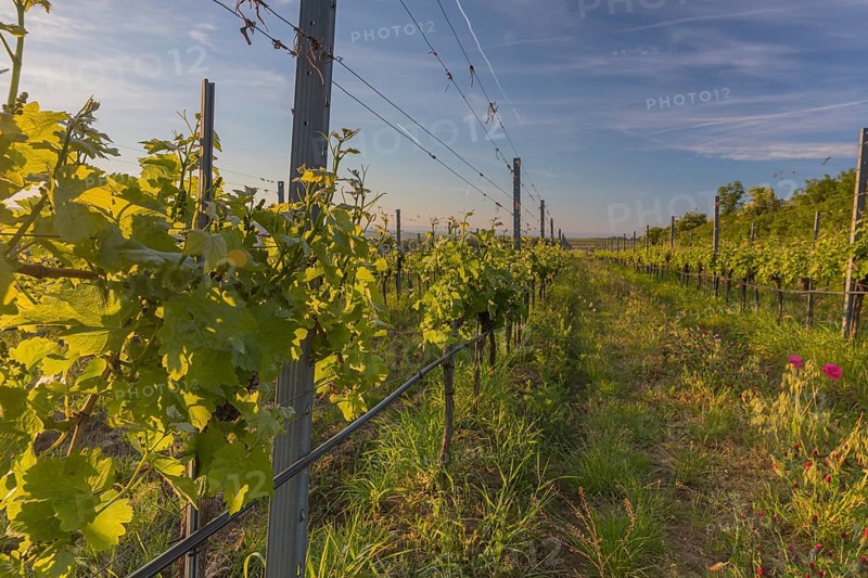 Vineyards at sunrise in Langenlois, Kamp-Manhartsberg Valley Austria