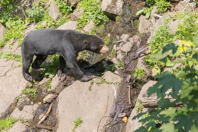 One Sun bear (Helarctos malayanus) walking over logs on a hilly ground in bright sunlight. Some green bushes and a small creek in the foreground