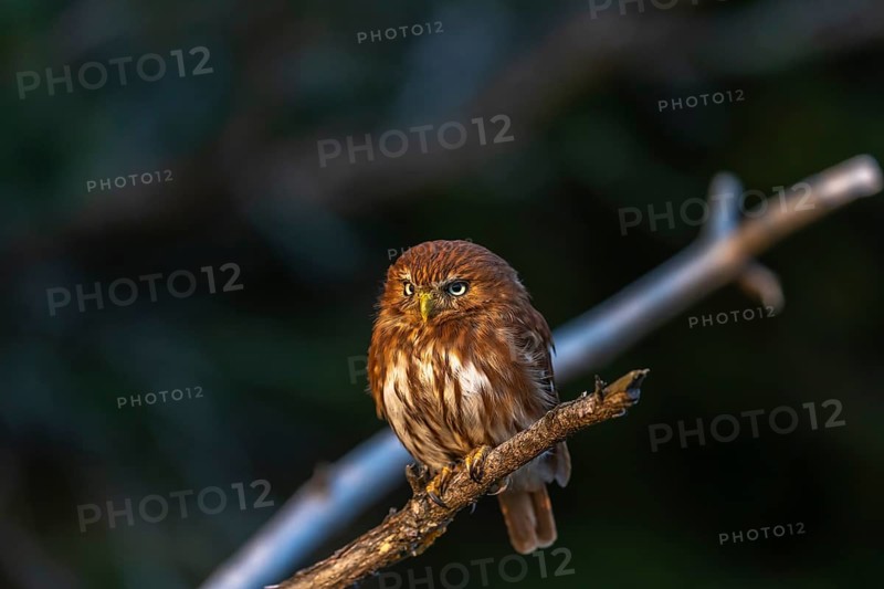 One East Brazilian pygmy owl (Glaucidium minutissimum), also known as least pygmy-owl or Sick's pygmy-owl, sitting on a small twig of a tree. Last evening light
