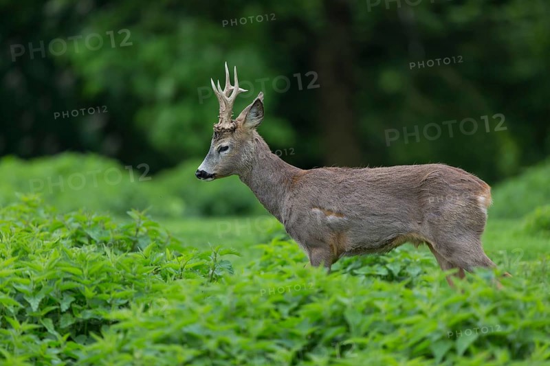 One male Roe Deer, Roe buck (Capreolus capreolus), standing in a thicket of stinging nettle. Some green vegetation in the distant background