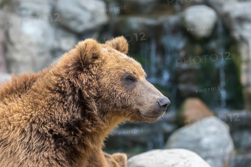 One Kamchatka brown bear (Ursus arctos piscator), portrait