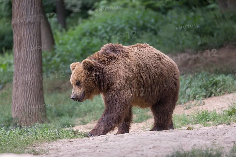 One Kamchatka brown bear (Ursus arctos piscator), walking in a forest. Some green vegetation and a second bear in the background