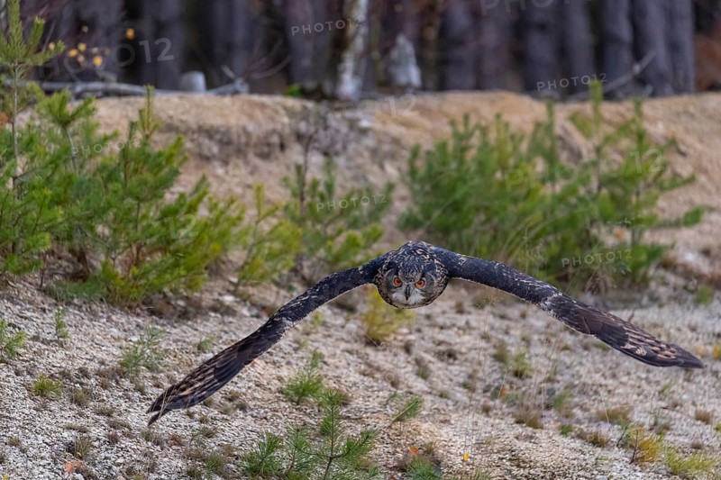 One Eurasian Eagle Owl, Bubo bubo, flying off of a forest edge. A forest in the background