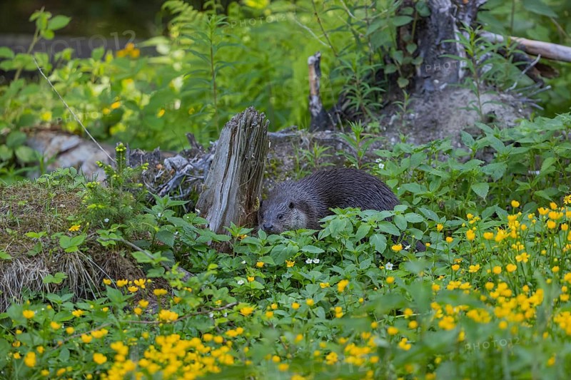 One Eurasian otter (Lutra lutra), walking through green vegetation. Some yellow flowers (Ranunculus) and tree stumps around