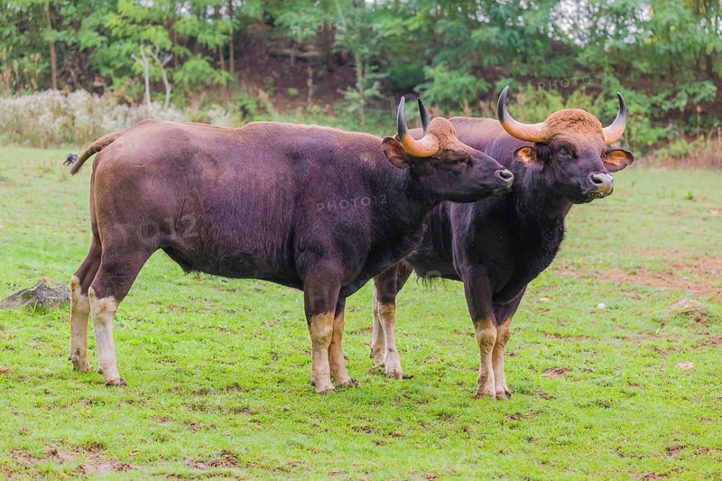 Two Gaur (Bos gaurus gaurus) stand on a green meadow, one grooms the other one