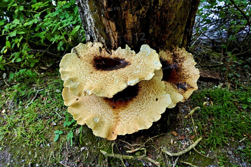 Dryad's saddle or dryad's saddle (Cerioporus squamosus, syn. Polyporus squamosus), on dead wood, Switzerland, Europe