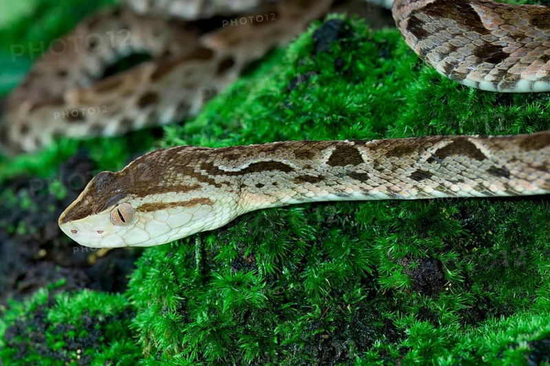 Fer de Lance (Bothrops lanceolatus) laying on moss, Costa Rica, Central America
