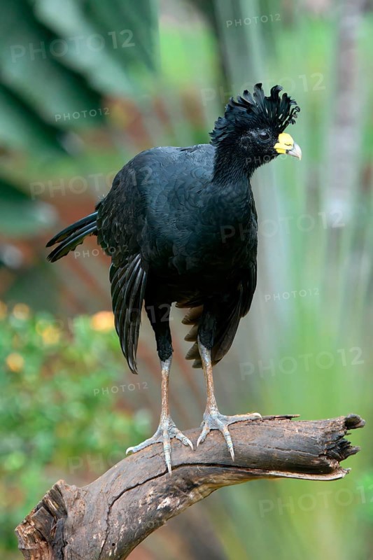 Male Great Curassow (Crax rubra) perched on a branch, Costa Rica, Central America