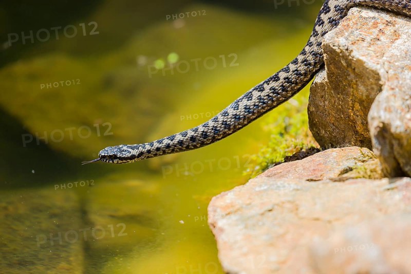 One Vipera berus, the common European adder or common European viper, creeps over moss and rocks