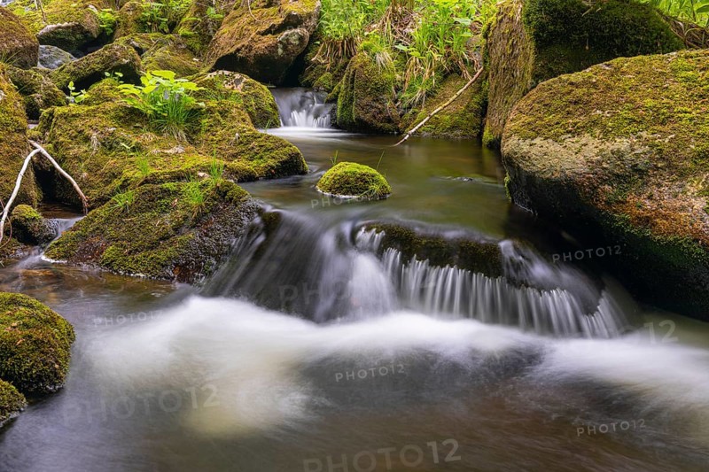 Kleine Ohe creek below Waldhaeuser village in the Bavarian Forest Nationalpark. Flowing water, little cascades, mossy stones and fresh green vegetation