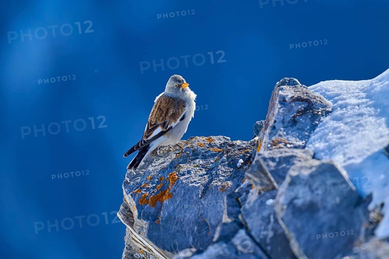 Snowfinch (Montifringilla nivalis), sitting on a sunlit rock, clear blue sky, Gemmi Pass, Leukerbad, Leuk, Valais, Switzerland, Europe