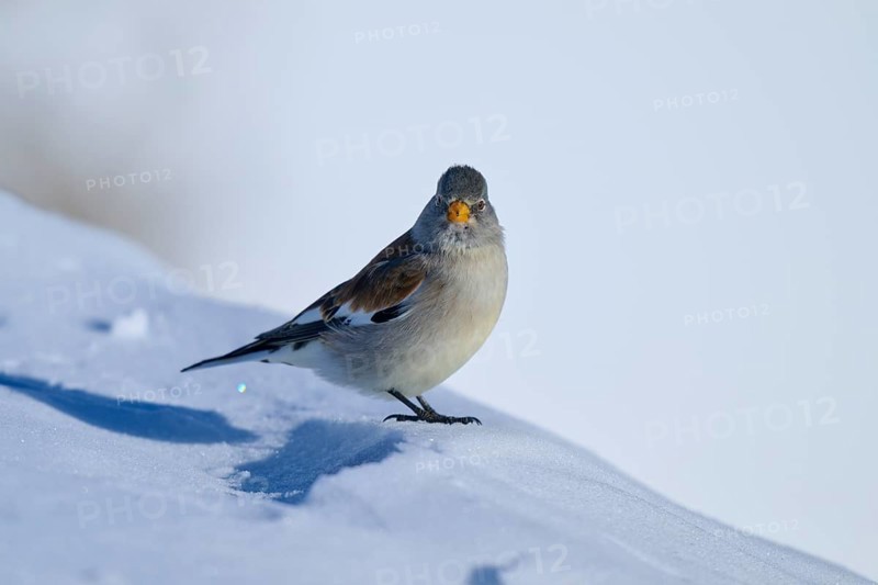Snowfinch (Montifringilla nivalis), looking directly into the camera, surrounded by snow, Gemmi Pass, Leukerbad, Leuk, Valais, Switzerland, Europe