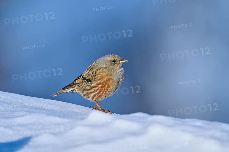 Alpine accentor (Prunella collaris), standing on snow with a bluish background, Gemmi Pass, Leukerbad, Leuk, Valais, Switzerland, Europe