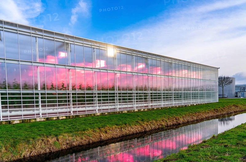 Large greenhouses for cucumbers and strawberries, over 10 hectares, the plants are artificially illuminated in pink, which promotes growth in winter, in Maasbree, west of Venlo, Netherlands