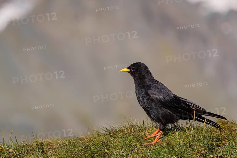 One young Alpine chough or yellow-billed chough (Pyrrhocorax graculus) stands on grass covered rocks in the Grossglockner Mountains region