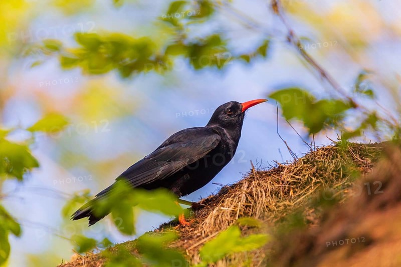 A Red-billed chough, Pyrrhocorax pyrrhocorax stands on a rock looking for food
