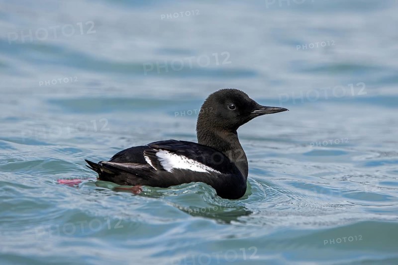 Black guillemot, tystie (Cepphus grylle) in breeding plumage swimming in the Arctic ocean along the Svalbard coast in summer, Spitsbergen