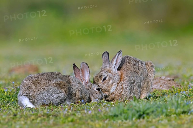 European rabbit, common rabbits (Oryctolagus cuniculus) pair touching noses, asking to be groomed in grassland in summer