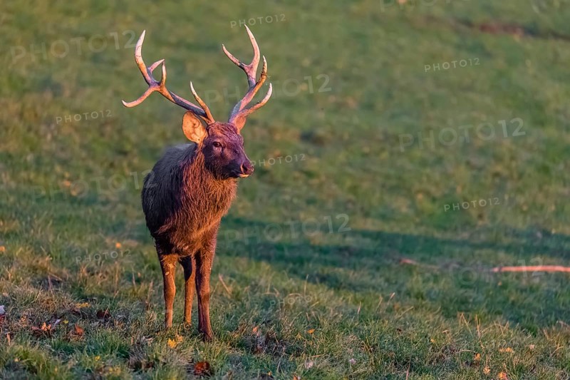 One Dybowski stag (Cervus nippon hortulorum) stands on a green meadow at sunrise