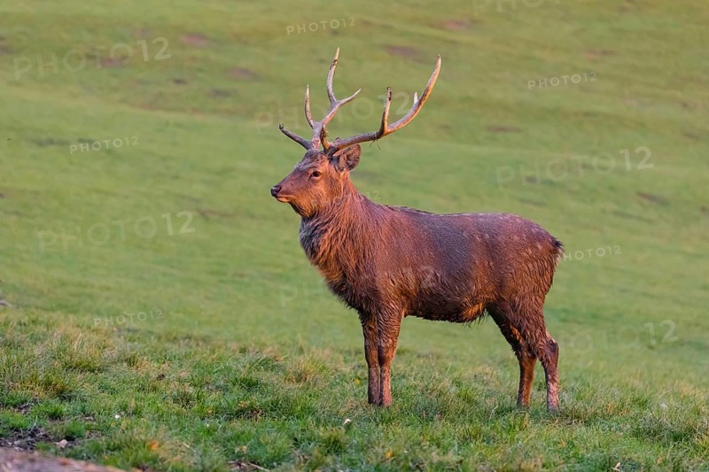 One Dybowski stag (Cervus nippon hortulorum) stands on a green meadow at sunrise