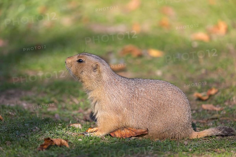 One black-tailed prairie dog sitting on short grass, searching for food on a bright sunny day