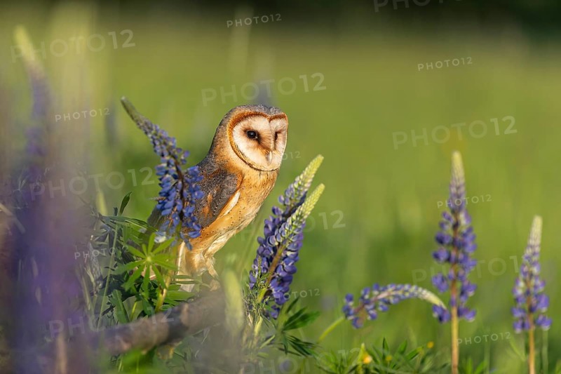 One barn owl (Tyto alba) sitting on a branch lying in a field of flowering lupines in late evening light
