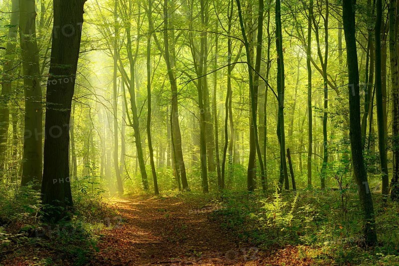 Hiking trail in deciduous forest, sunbeams break through morning fog, Freyburg (Unstrut), Saxony-Anhalt, Germany, Europe