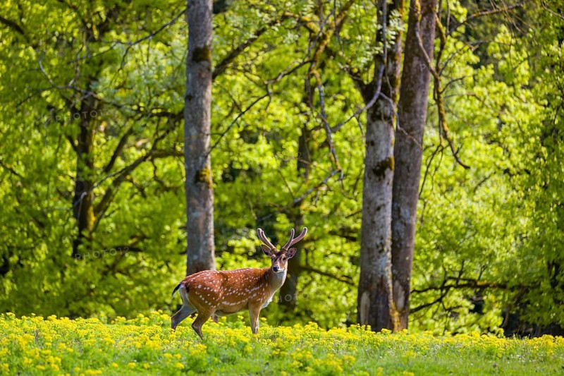 One male Manchurian sika deer or Dybowski's sika deer (Cervus nippon mantchuricus or Cervus nippon dybowskii) stands on a meadow on hilly ground. A forest in the background