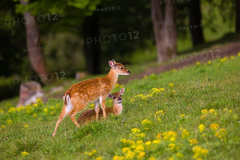 Two young Manchurian sika deer or Dybowski's sika deer (Cervus nippon mantchuricus or Cervus nippon dybowskii) walk over a meadow on hilly ground