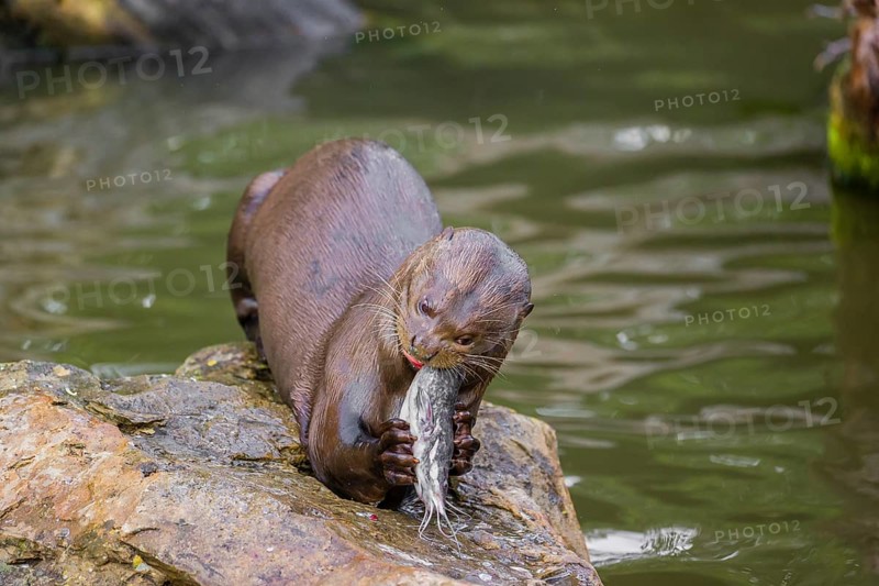 A giant otter or giant river otter (Pteronura brasiliensis) sits on a rock in the shallow water of a small river and eats a catfish