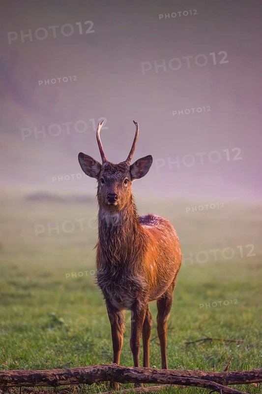 A Sambar stag (Rusa unicolor), stands on a misty meadow in first morning light