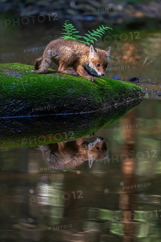One young red fox, Vulpes vulpes, walking over a mossy rock in a shallow forest creek in late light. Searching for food