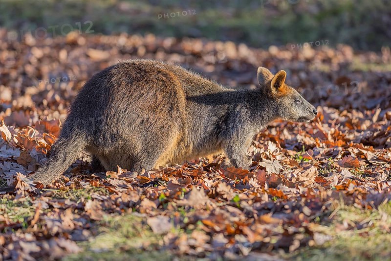 One swamp wallaby (Wallabia bicolor) next to a bush in early morning light