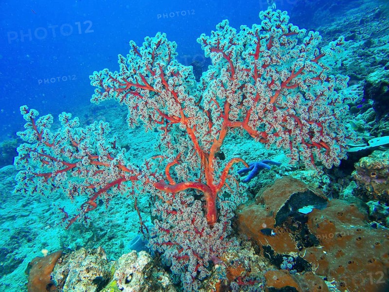 Red coral, Godeffroy's soft coral (Siphonogorgia godeffroyi), in the blue ocean, dive site Spice Reef, Penyapangan, Bali, Indonesia, Asia