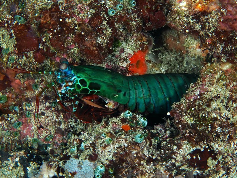 Bright green mantis shrimp, clown mantis shrimp (Odontodactylus scyllarus), in a rocky underwater habitat, dive site SD, Nusa Ceningan, Nusa Penida, Bali, Indonesia, Asia