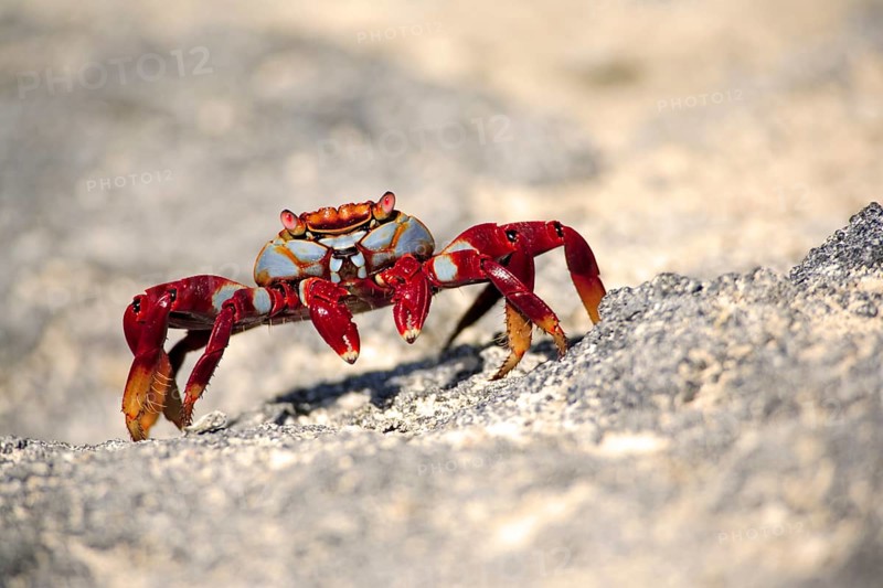 Red rock crab (Grapsus grapsus) Cliff crab, rock crab, square crab, adult, on rocks, walking, attentive, Galapagos Islands, Ecuador, South America