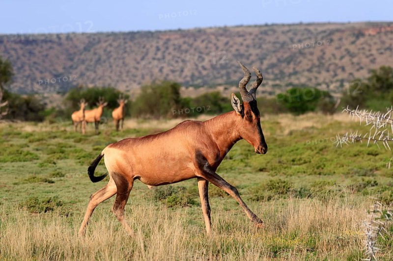 Red hartebeest (Alcelaphus buselaphus caama), Kaama, adult, running, foraging, Mountain Zebra National Park, Eastern Cape, South Africa, Africa