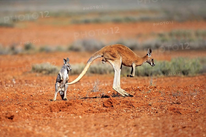 Red kangaroo (Macropus rufus), female jumping with young, Sturt National Park, New South Wales, Australia, Oceania