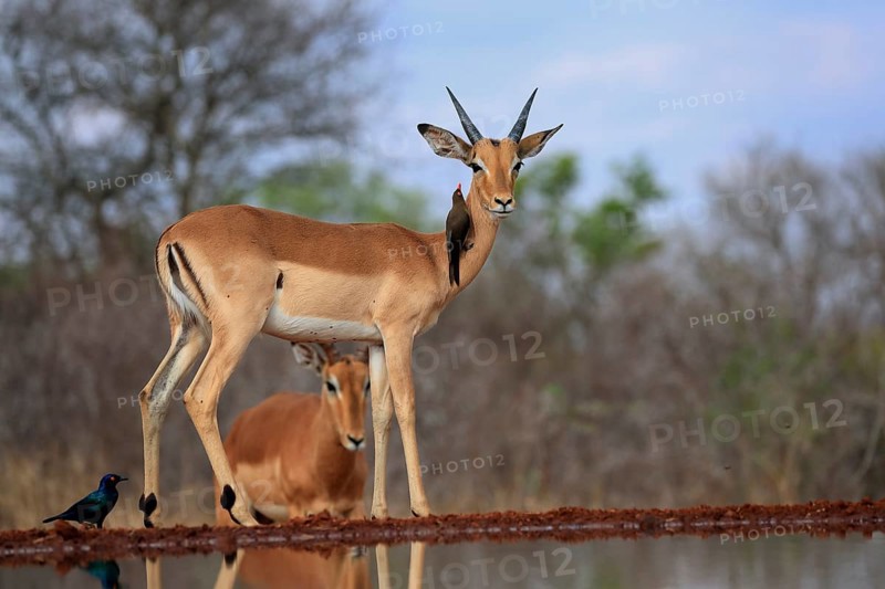 Black heeler antelope (Aepyceros melampus), young male, at the water, with red-billed oxpecker (Buphagus erythrorhynchus), symbiosis, Kruger National Park, Kruger National Park, Kruger National Park South Africa