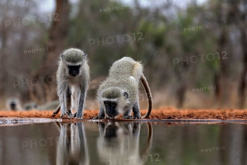 Vervet Monkey (Chlorocebus pygerythrus), adult, two animals, drinking, at the water, Kruger National Park, Kruger National Park, Kruger National Park South Africa