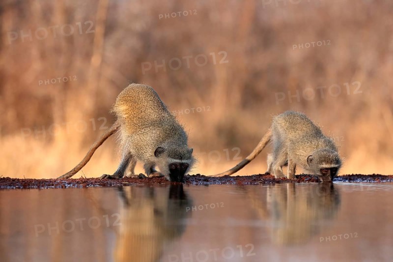 Vervet Monkey (Chlorocebus pygerythrus), adult, two animals, drinking, at the water, Kruger National Park, Kruger National Park, Kruger National Park South Africa