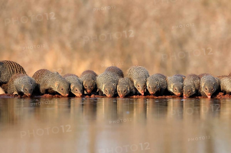 Zebra mongoose (Mungos mungo), adult, group, at the water, drinking, Kruger National Park, Kruger National Park, Kruger National Park South Africa