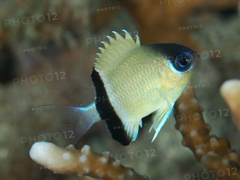 Small, brightly coloured fish, blackband damselfish (Pycnochromis retrofasciatus), over coral structure, dive site Prapat, Penyapangan, Bali, Indonesia, Asia